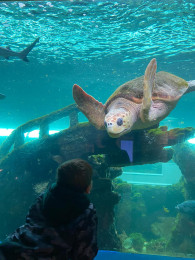 Oceanarium visit - curriculum enrichment links.